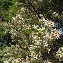 Xanthoceras sorbifolia fleur